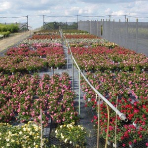 Horticulture et pépinière
